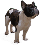 French Bulldog Club of Western Canada